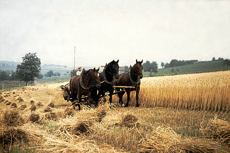 Entwicklung der Landwirtschaft